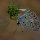 Borboleta (Butterfly)